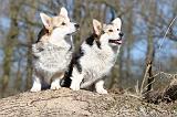 CORGI PEMBROKE 540